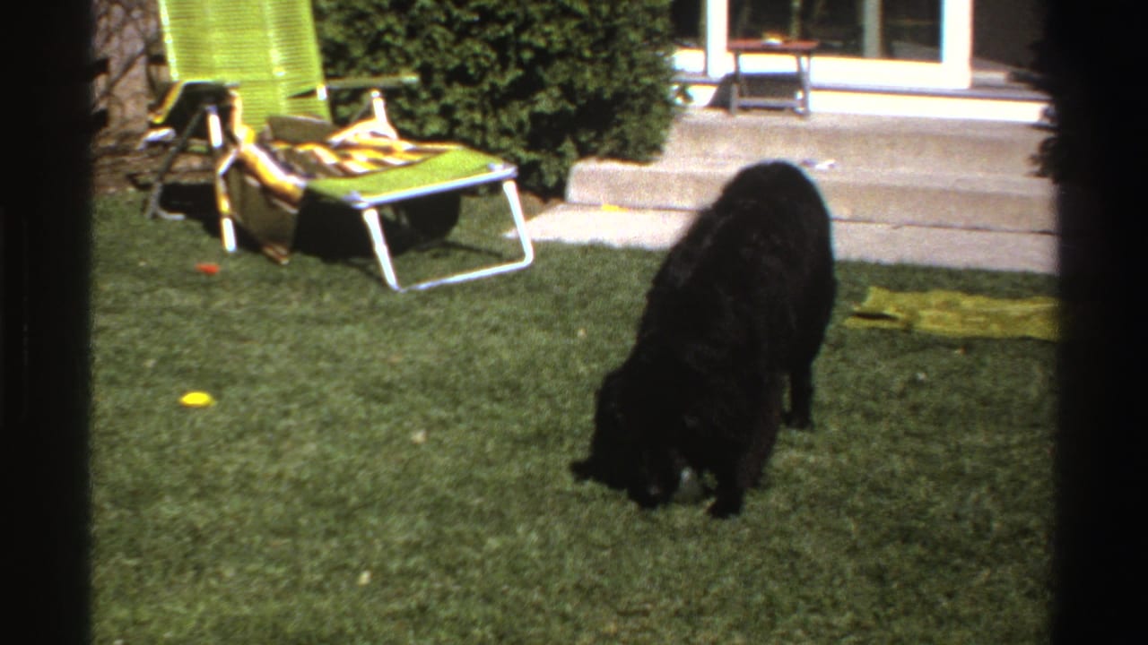 The black dog lowers its head to the grass in a 1969 Michigan backyard, with patio steps, shrubs and a green lawn chair visible.