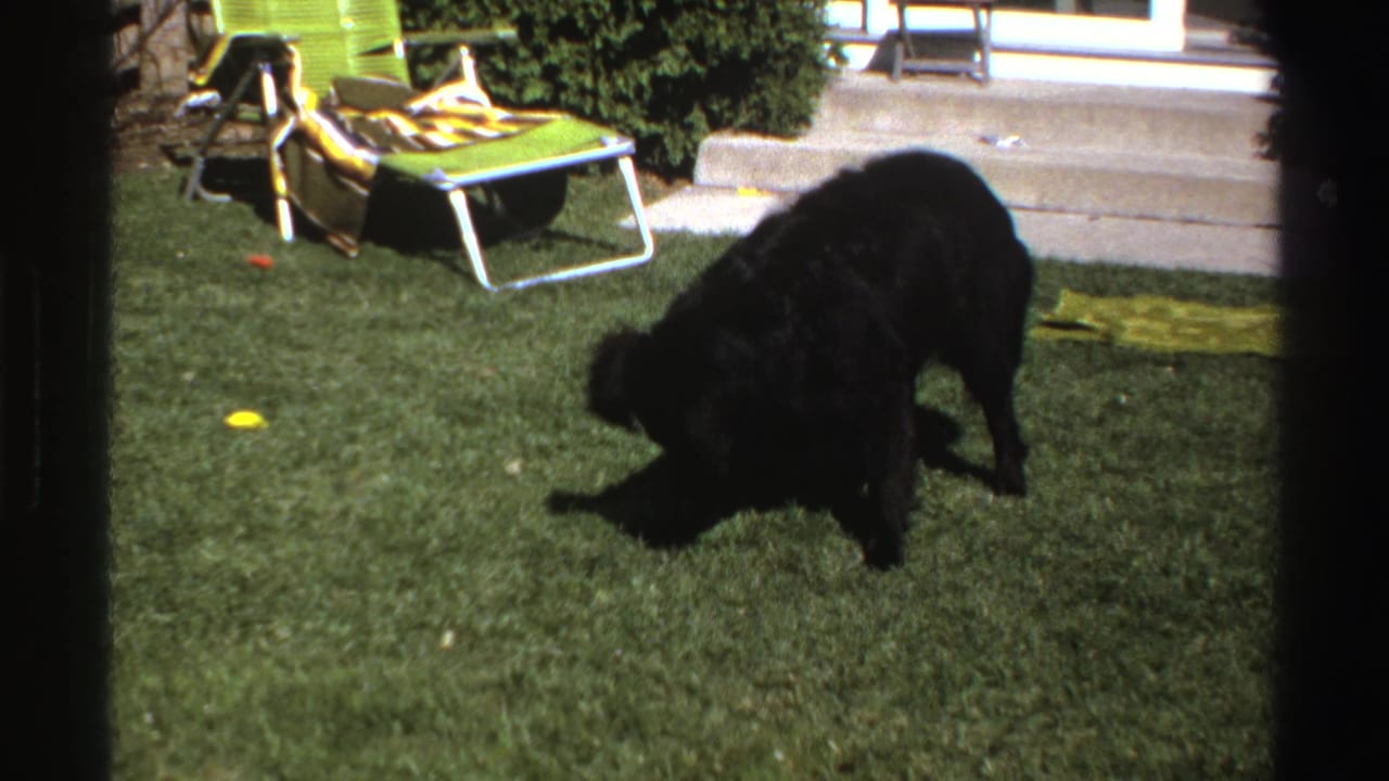 A black dog crouches or rolls on the Michigan backyard lawn near a ball, with a green chair, blanket and house steps in the background.