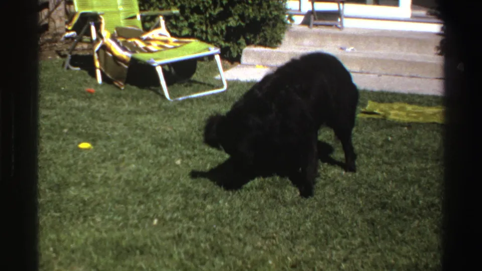 A black dog crouches or rolls on the Michigan backyard lawn near a ball, with a green chair, blanket and house steps in the background.
