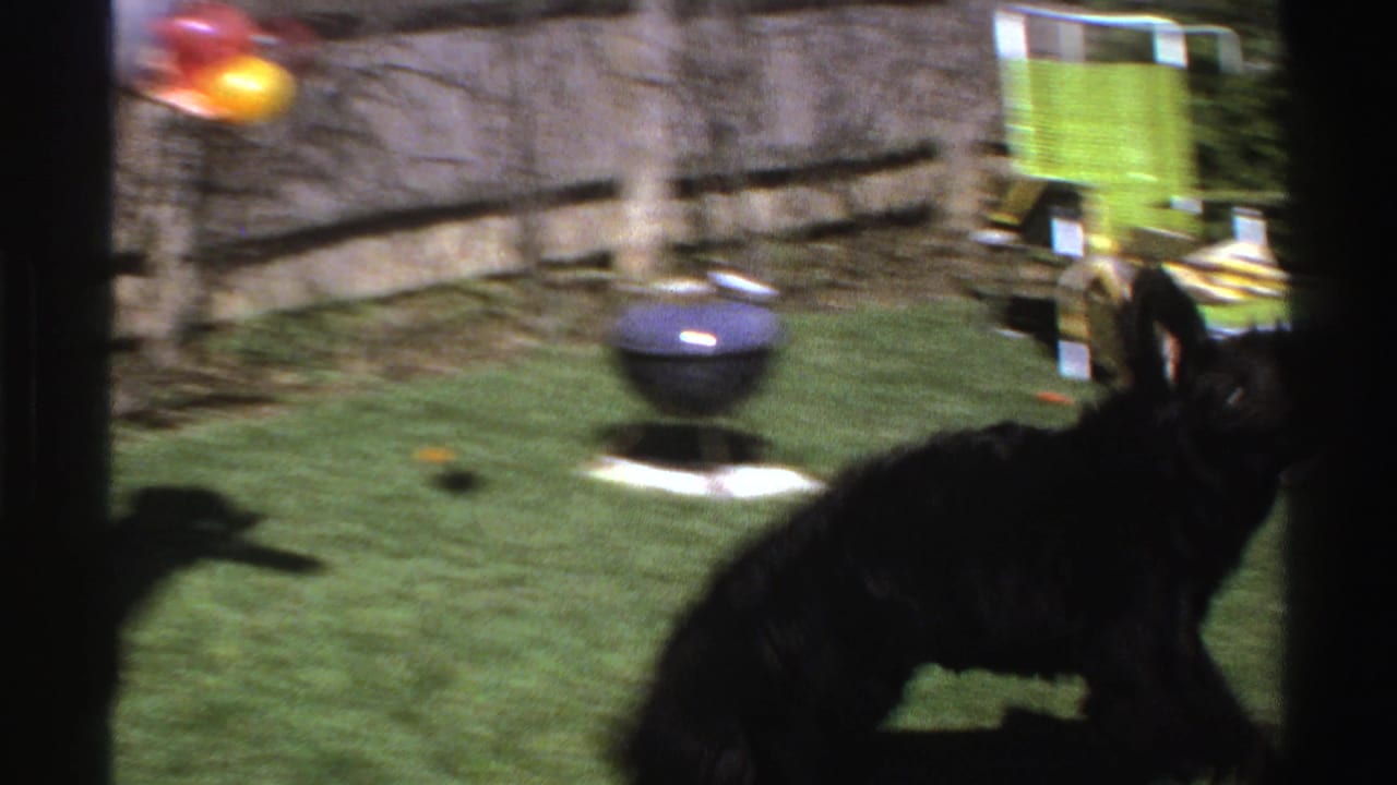 Large black dog in a grassy backyard near colorful balls, a green lawn chair, and a small blue grill.
