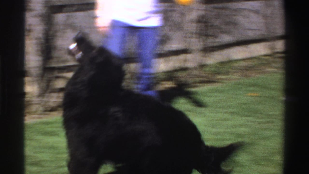 A large black dog appears to leap or turn toward an unidentified person in blue jeans and a white shirt in the Michigan backyard scene.