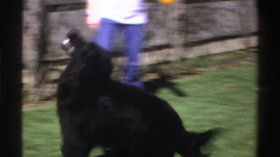 A large black dog appears to leap or turn toward an unidentified person in blue jeans and a white shirt in the Michigan backyard scene.