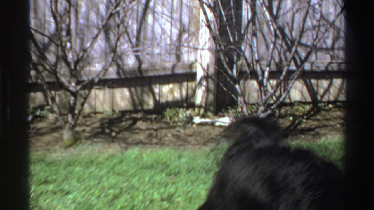 The black dog runs low across the grass in a 1969 Michigan backyard, with bare shrubs and a wooden fence behind it.