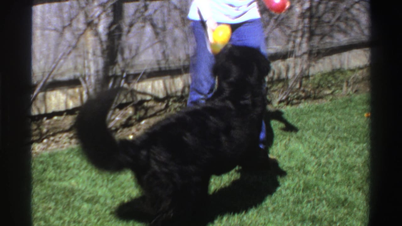 A large black dog stands near an unidentified person in jeans while bright balls appear in the air during backyard play.