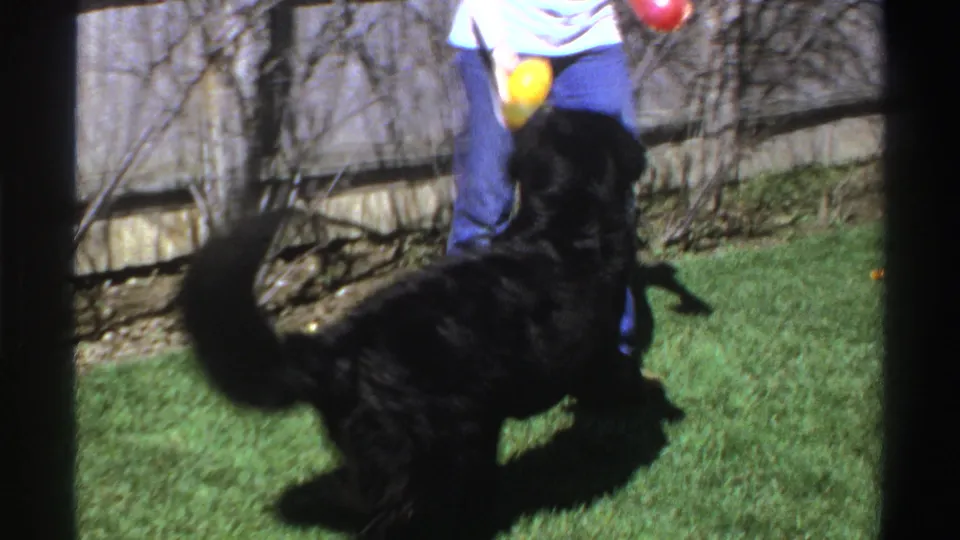 A large black dog stands near an unidentified person in jeans while bright balls appear in the air during backyard play.