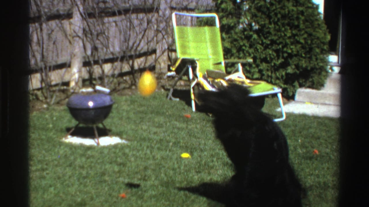 A black dog jumps for a yellow ball in a Michigan backyard, with a green lawn chair and small charcoal grill behind it.