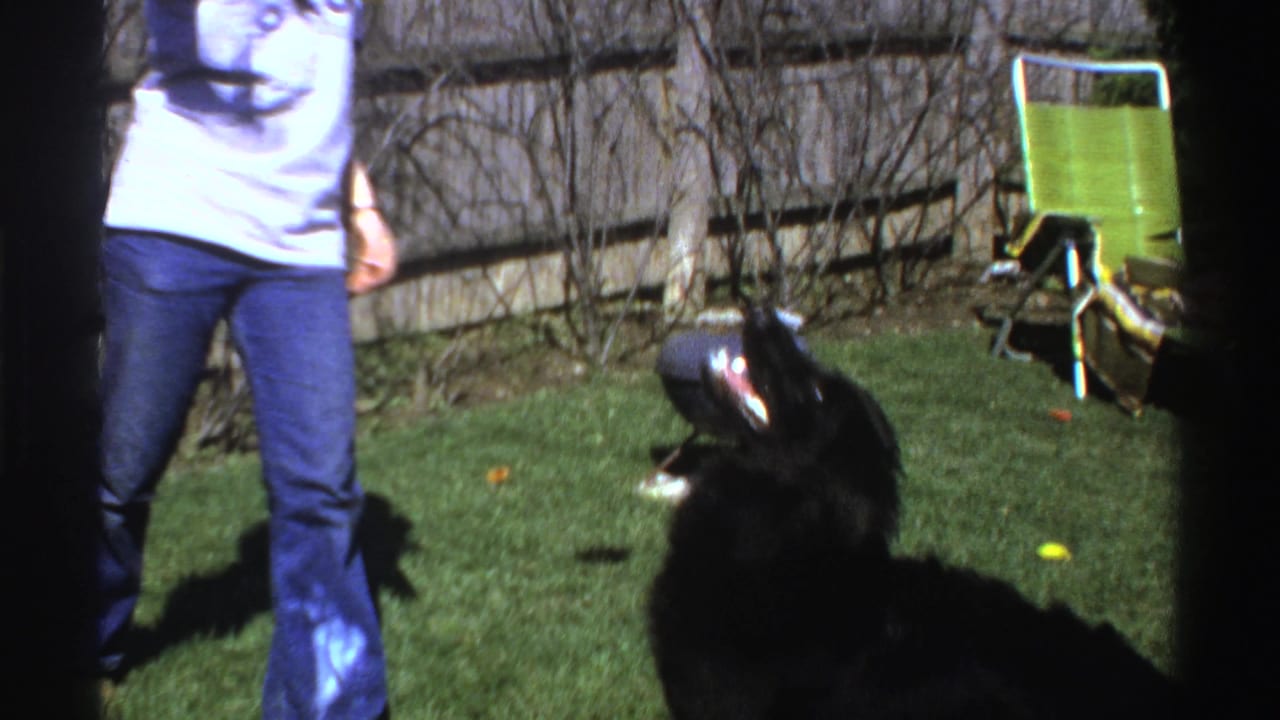 Man in jeans stands in a grassy yard as a black dog jumps near a red ball.