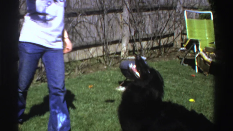 1969 Michigan backyard scene with a man in jeans and a black dog leaping toward a red ball beside a fence and lawn chair.