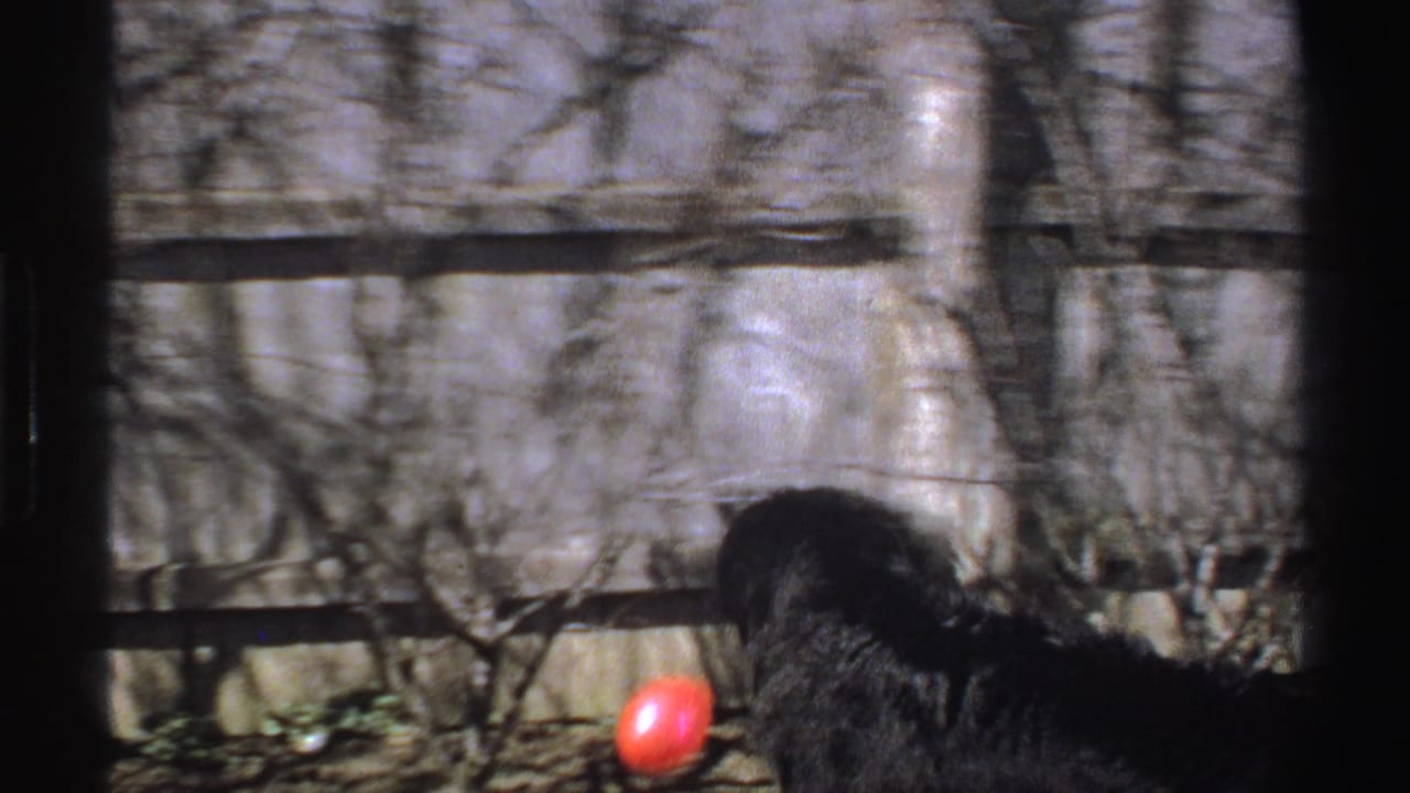 A black dog in a fenced Michigan backyard approaches a red ball on the grass, with bare vines and film-frame edges visible.