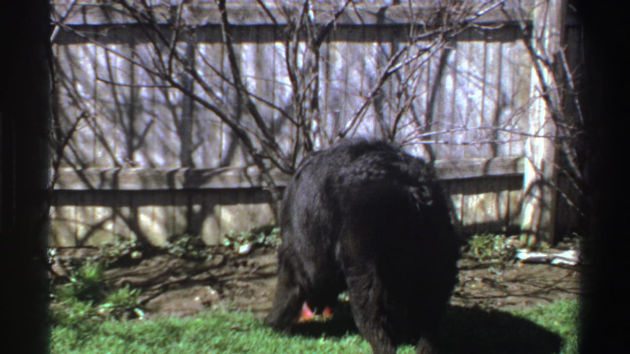 The black dog lowers its head in the Michigan backyard, with the red ball partly visible near its legs and a wooden fence behind it.