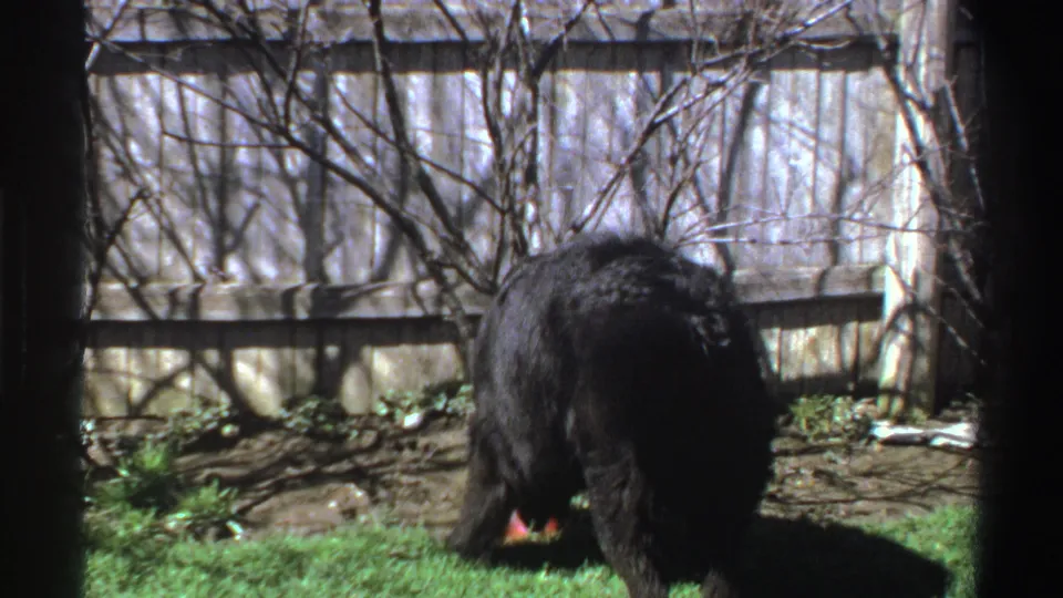 The black dog lowers its head in the Michigan backyard, with the red ball partly visible near its legs and a wooden fence behind it.
