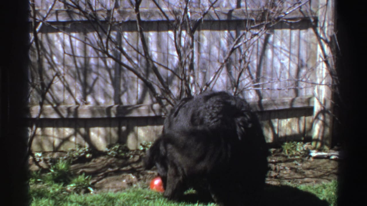 Fluffy black dog lowers its head near a red ball on a grassy backyard lawn.