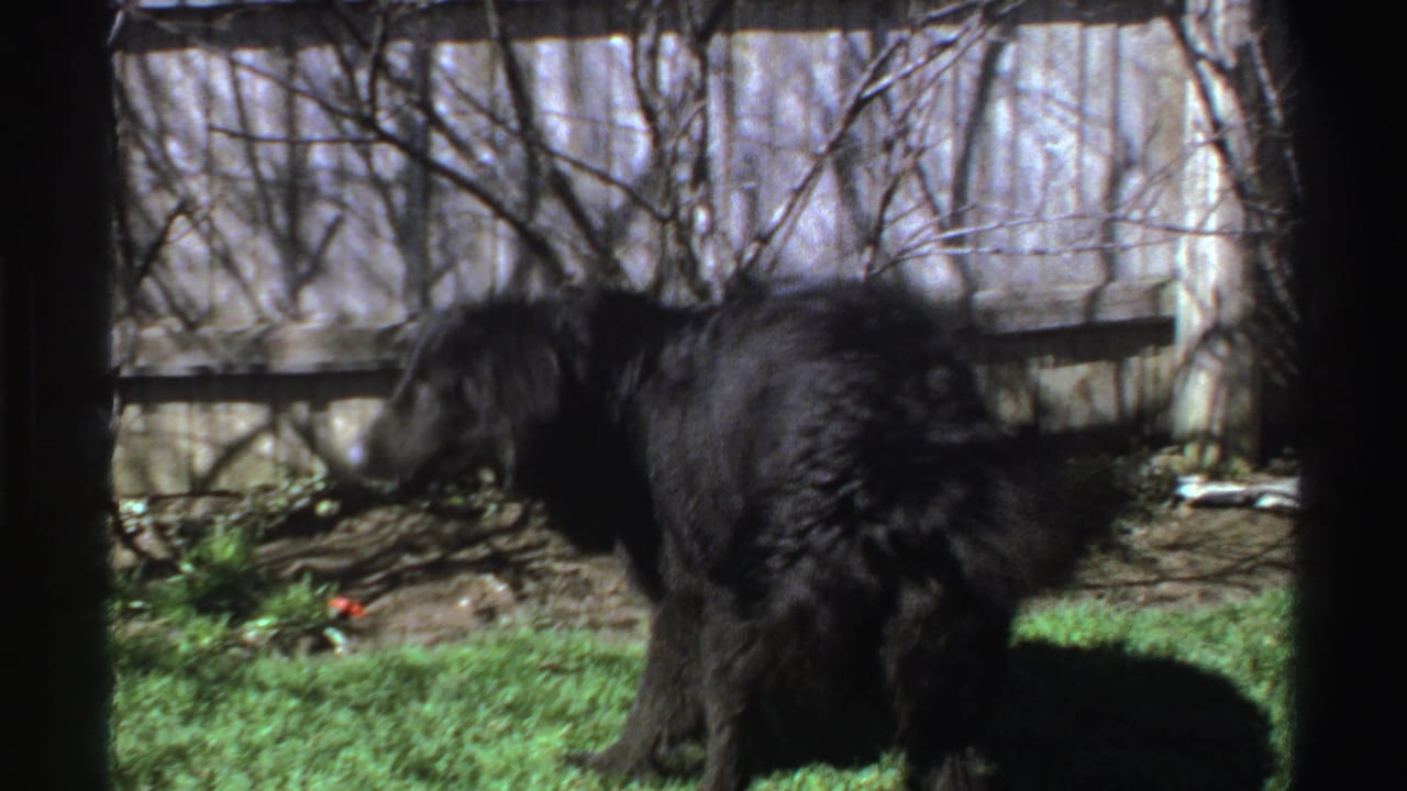 The shaggy black dog stands in profile in a Michigan backyard, with a wooden fence and leafless branches behind it.
