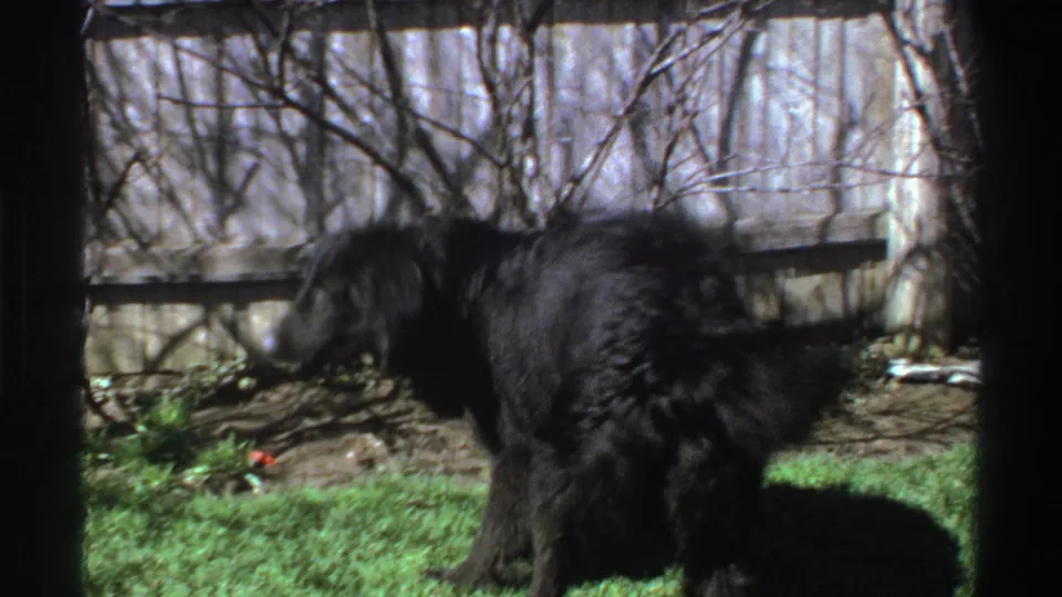 The shaggy black dog stands in profile in a Michigan backyard, with a wooden fence and leafless branches behind it.