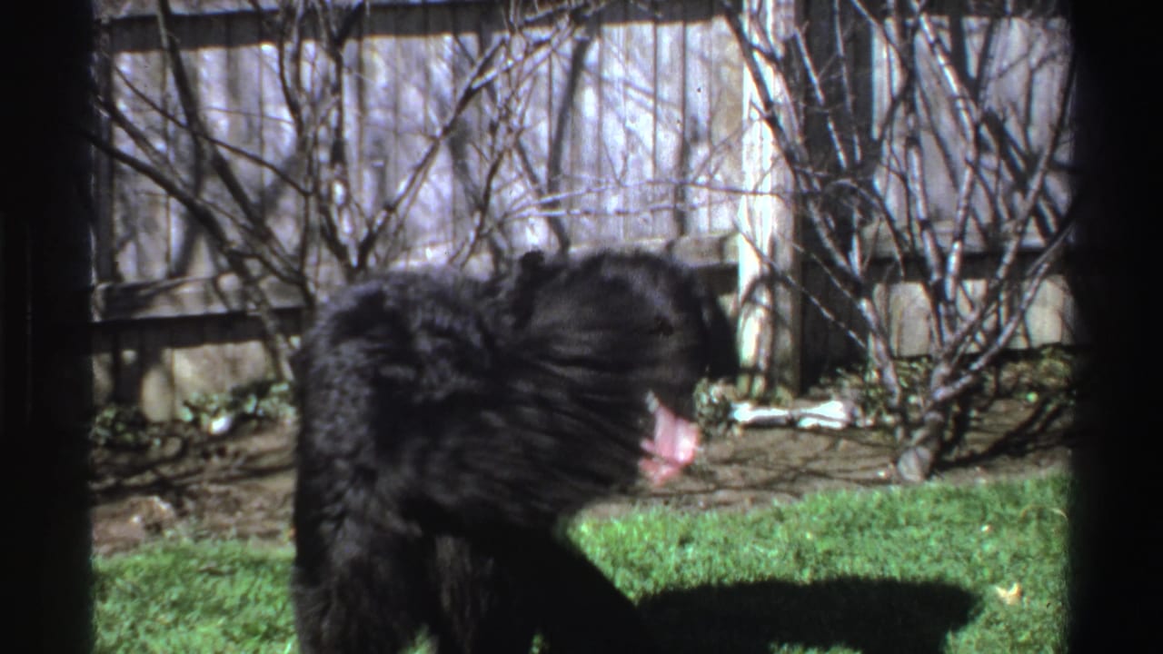 A fluffy black dog turns toward the camera with its mouth open in a fenced Michigan backyard on 8mm film.