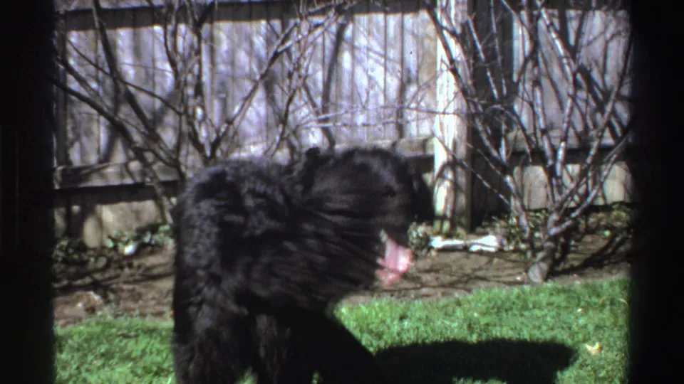 A fluffy black dog turns toward the camera with its mouth open in a fenced Michigan backyard on 8mm film.