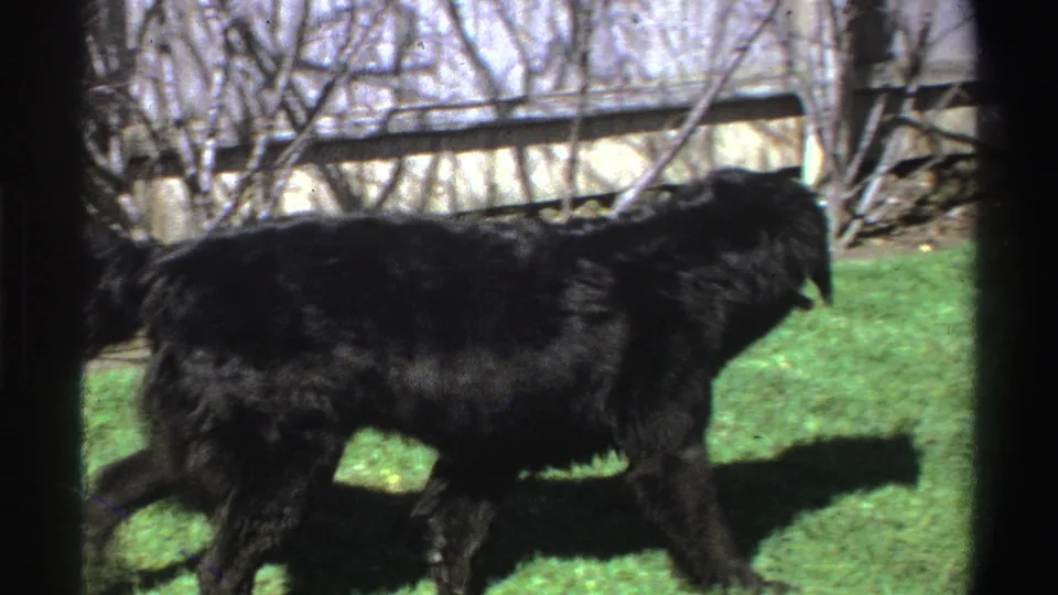 The shaggy black dog moves across the grass in a fenced Michigan backyard, casting a shadow in bright sunlight.