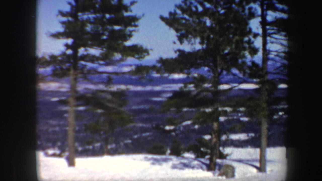 Evergreen trunks stand in snow with a wooded valley visible beyond.