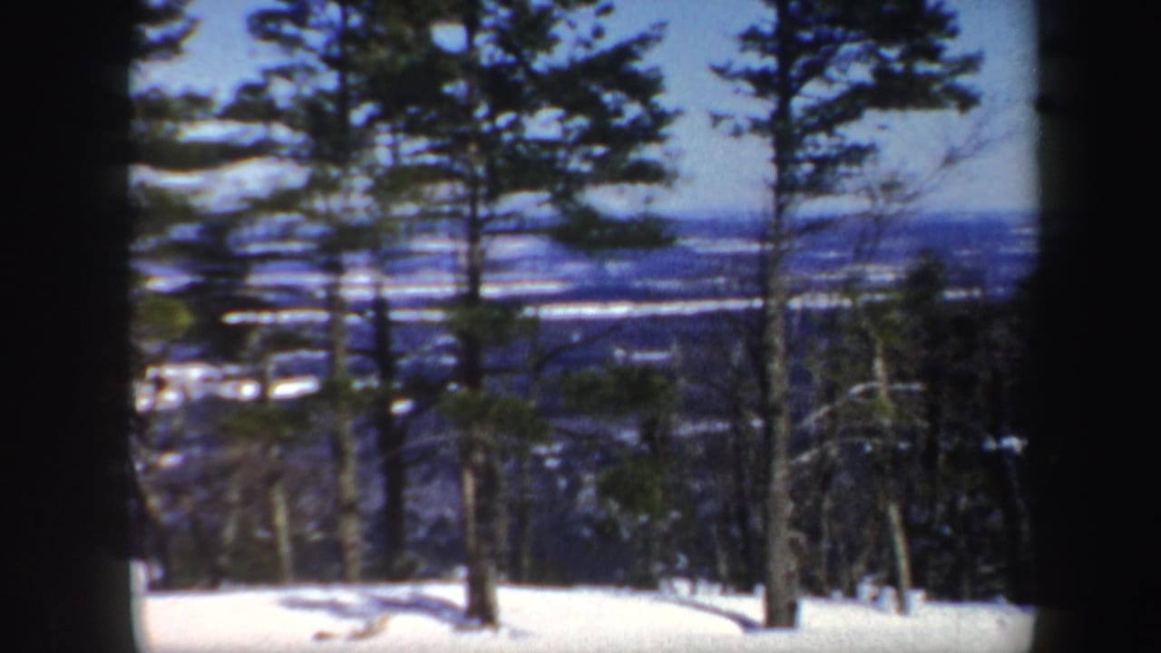 Snowy wooded slope with evergreen trees and distant frozen water beyond.