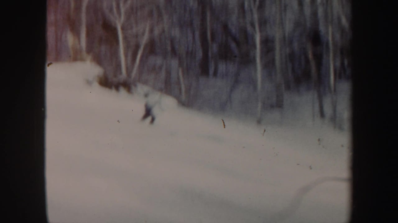 Skier descending a snowy hill near a line of bare trees.