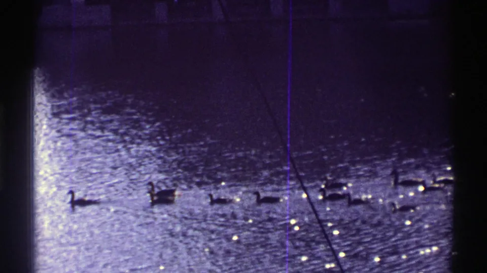 1969 Colorado home-movie frame showing ducks on reflective floodwater, crossed by a dark vertical foreground shape and visible film scratches.