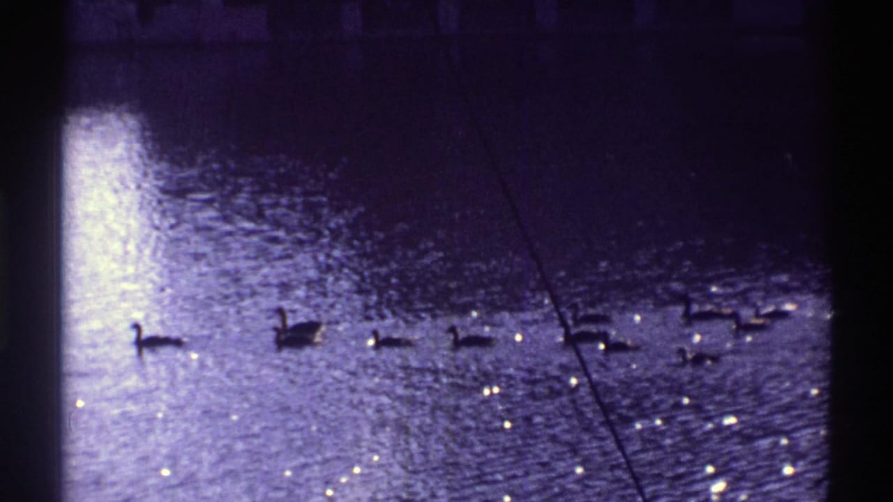 Waterfowl swim across rippling water with bright sun reflections.