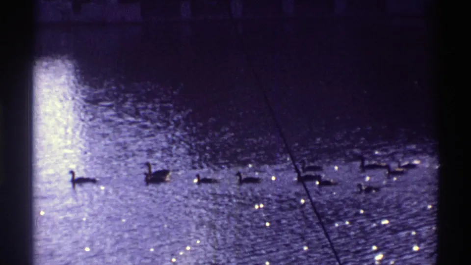 1969 Colorado 8mm frame of waterfowl crossing sunlit rippling water with a purple-blue film cast.
