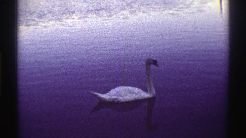 1969 Colorado 8mm frame showing a white duck on calm water, with reflection visible beneath the bird.