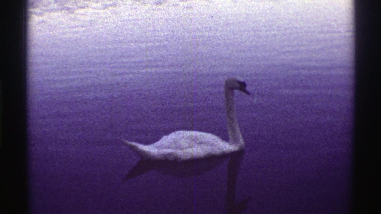 White swan swimming across blue water with dark film borders.