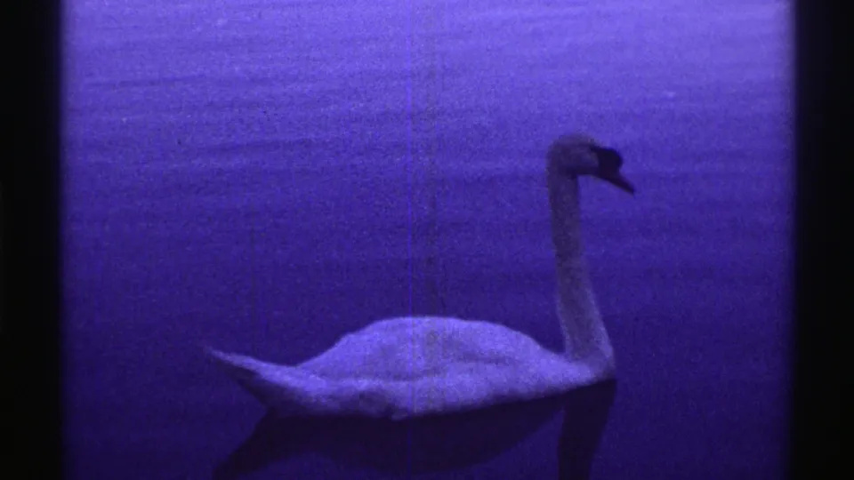 White swan continues across deep blue water in a 1969 Colorado 8mm frame with visible grain and color cast.