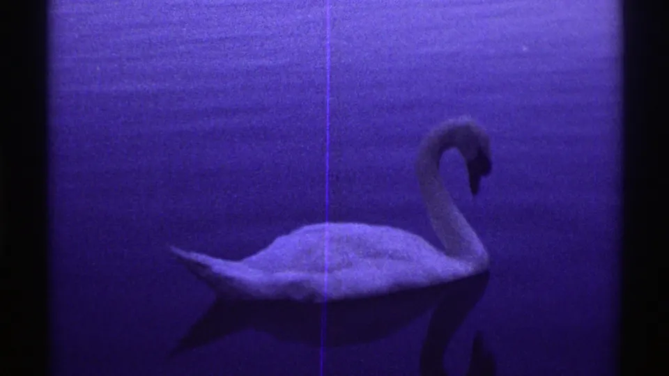 Swan lowers its curved neck over blue water, with a darker reflection visible below in the 1969 Colorado home movie.