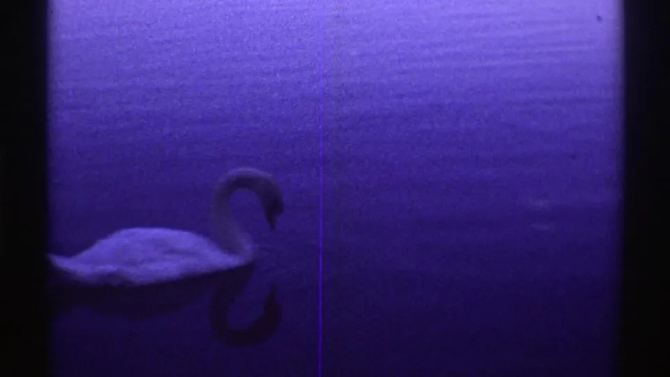 Swan near the left side of the frame with its reflection on blue water, captured in blue-cast 1969 Colorado 8mm footage.