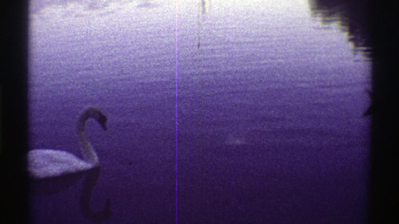 1969 Colorado 8mm frame showing a white swan partly framed at left on a dim artificial lake with rippling water.