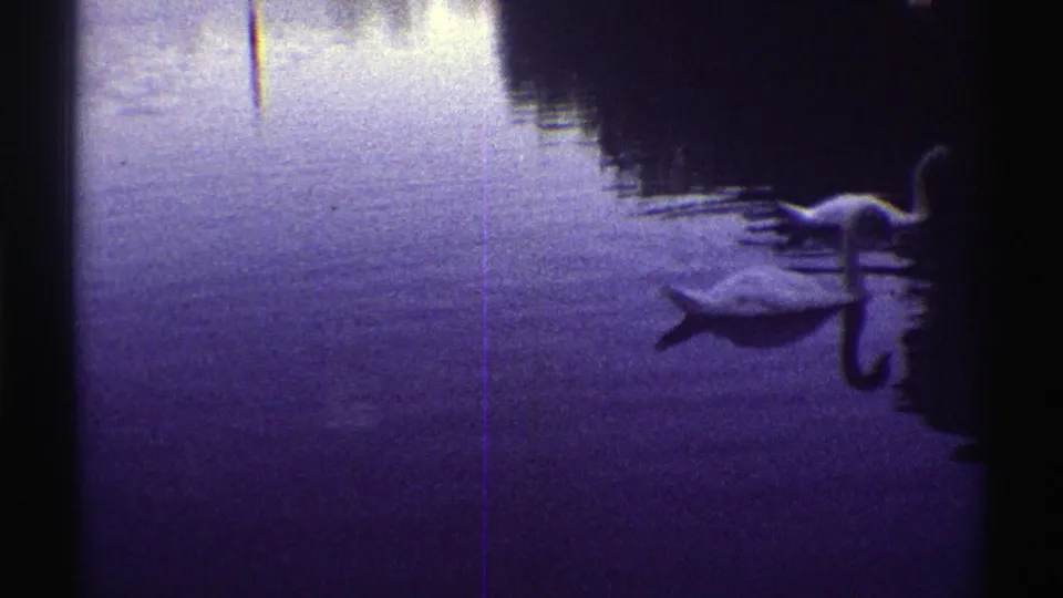1969 Colorado home-movie frame with two white swans on dim water, shoreline shadows, and soft reflections at dusk.