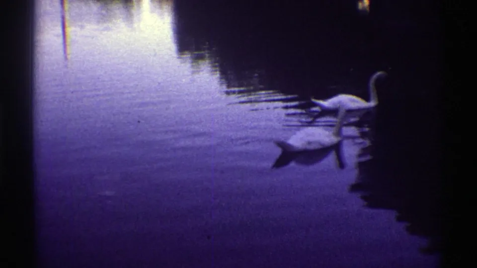 1969 Colorado 8mm still showing two white swans gliding across a small artificial lake under low evening light.