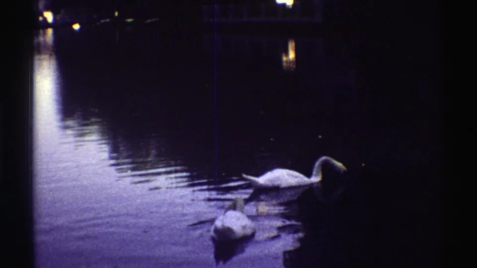 1969 Colorado home-movie frame of two white swans on dark water, with distant lights and building reflections at dusk.