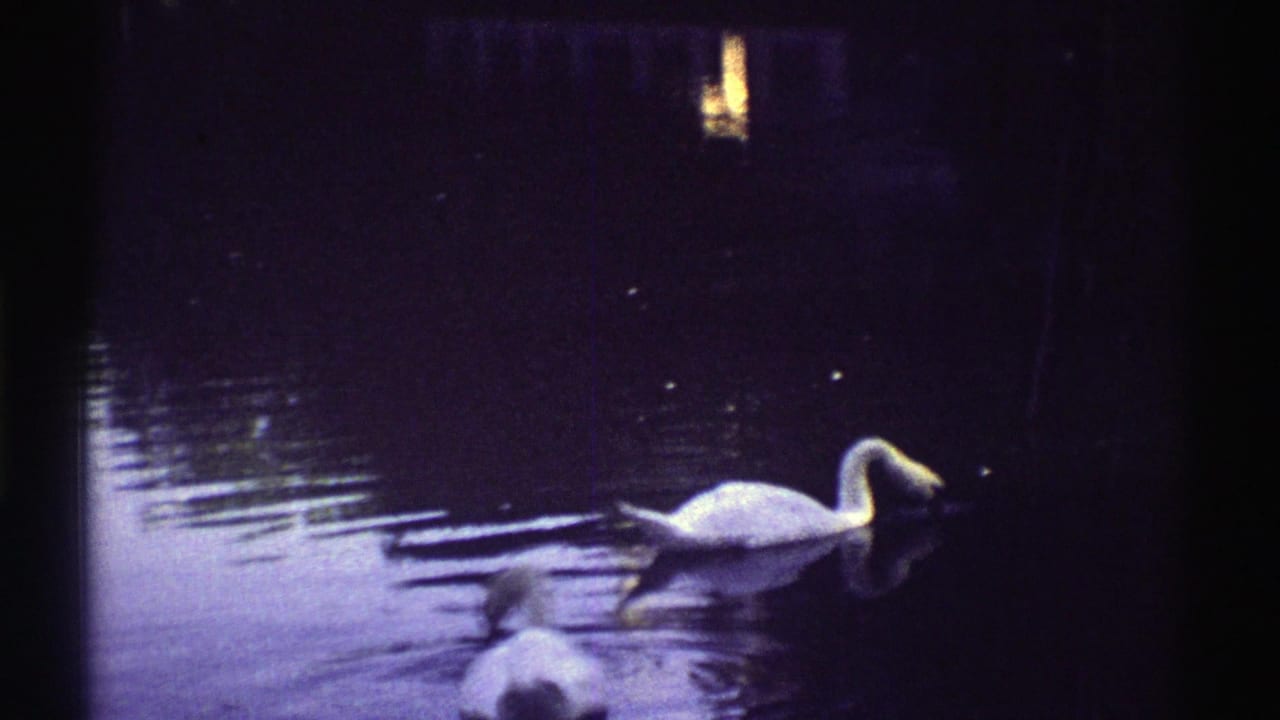 Two white swans glide on dark reflective water with dim lights behind them.