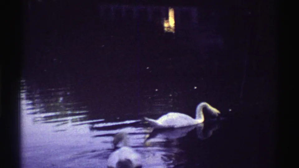 In supplied 1969 Colorado 8mm footage, two white swans move across dark water with ripples and distant lights in the background.