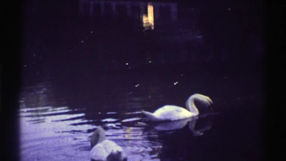 A white swan moves across dark reflective water in the 1969 Colorado home-movie footage, with a second swan partly cut off in the foreground.