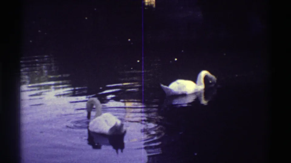 Two white swans appear on dark rippling water in the supplied 1969 Colorado 8mm zoo or park footage, framed with soft handheld exposure.