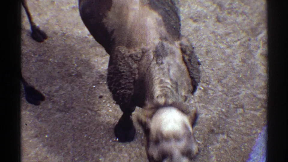 A camel in a zoo enclosure lowers its head toward the ground in the supplied 1969 Colorado 8mm home-movie footage.