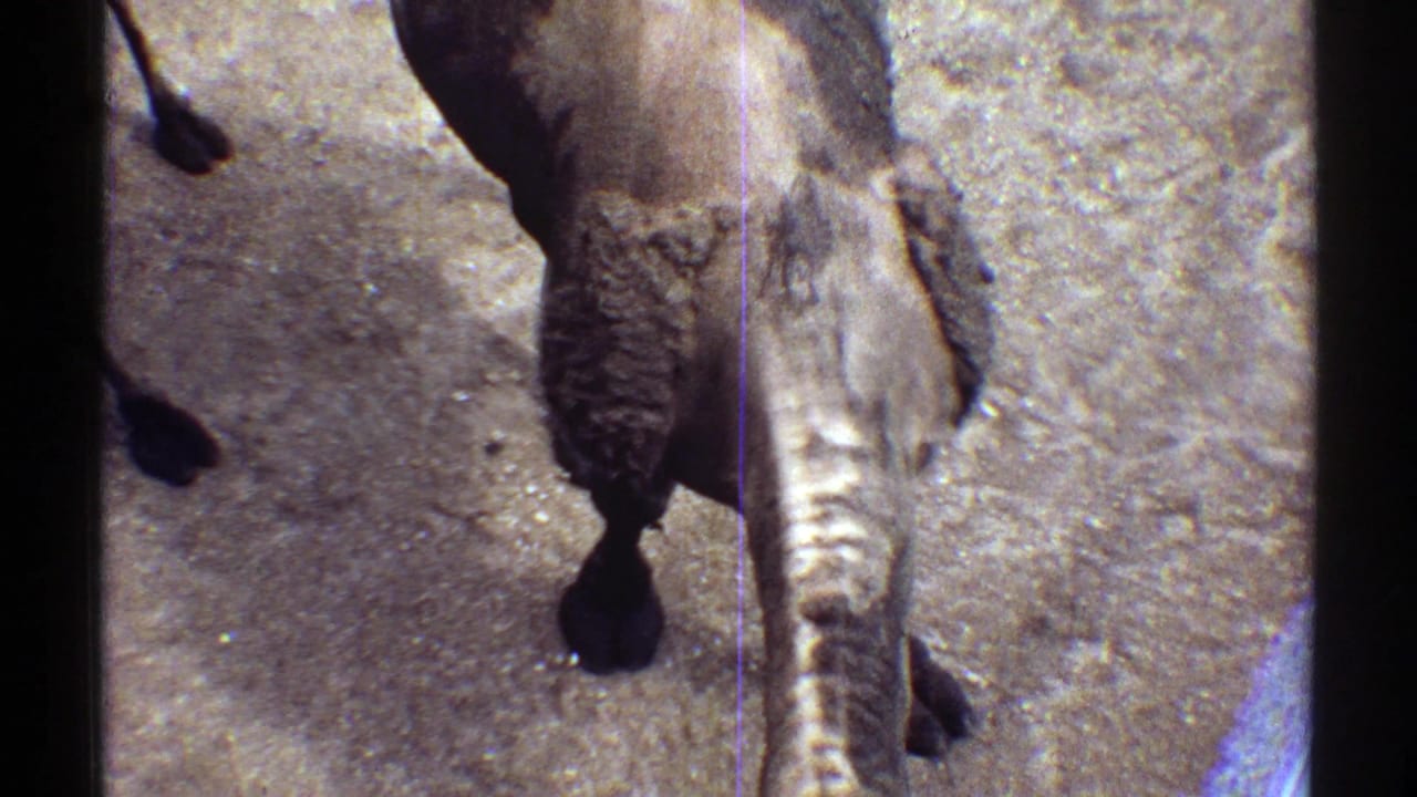 Camel seen from above with its long neck lowered over sandy ground.