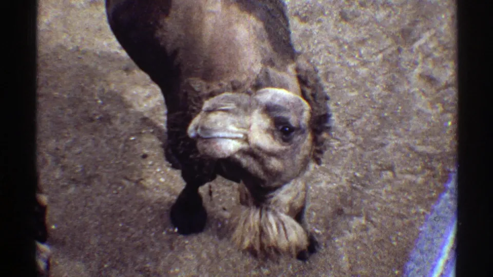 1969 Colorado home-movie frame of a camel looking upward from a sandy zoo enclosure, with hump and shaggy coat visible.