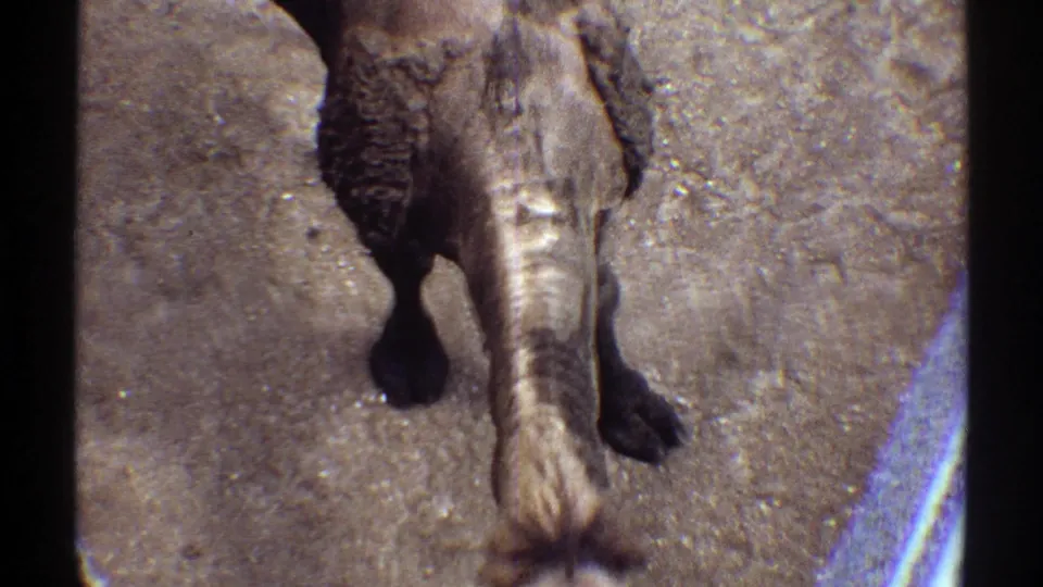 1969 Colorado 8mm frame showing the camel bending down, its long neck and front legs visible against sandy ground.