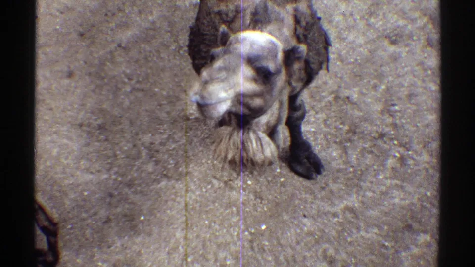 1969 Colorado home-movie frame of a camel standing in a sandy zoo enclosure, head angled left and neck hair visible.