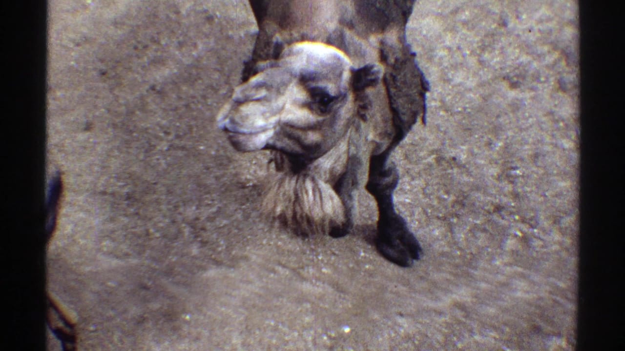Camel head and upper body looking up from sandy ground.