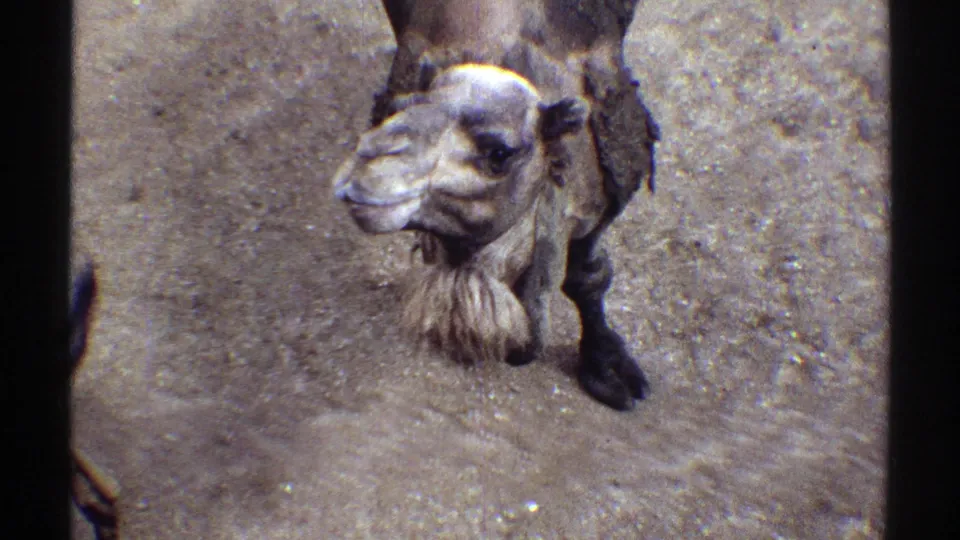1969 Colorado 8mm frame of a camel looking up toward the camera on sandy ground.