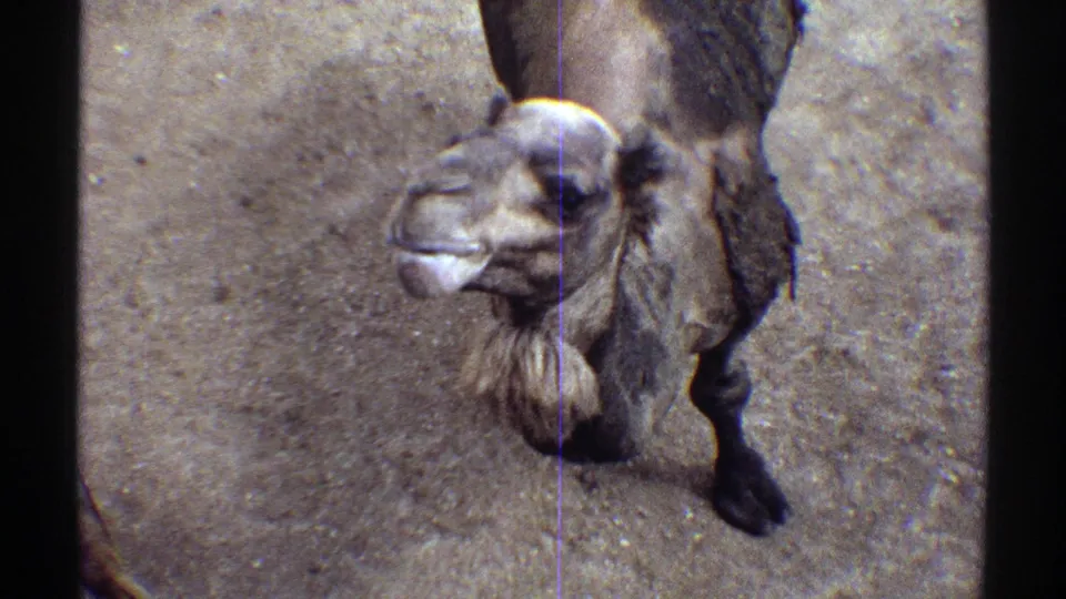 Camel in 1969 Colorado footage with its head turned slightly while standing on sandy ground.