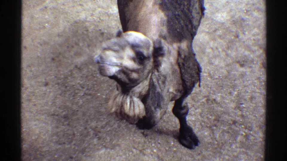 Close 8mm view of a camel looking upward in Colorado, with front legs and sandy ground visible.