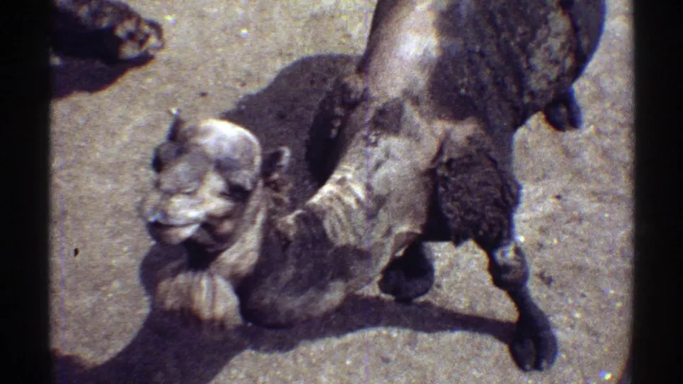 1969 Colorado home-movie frame showing a camel's head, hump, and shadow on sandy ground.
